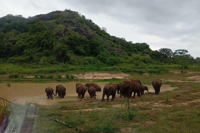 Desde Dambulla/Sigiriya/: Safari de 4 h por el Parque Nacional de Minneriya