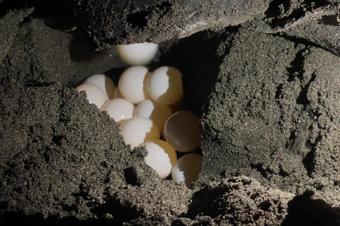 Turtle Night Tour in Isla Cañas