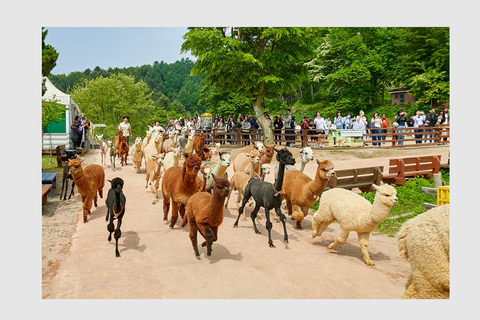 Seoul: Private Luxury Vehicle Tour - English or Spanish Seoul 5 Hour Tour - Escalade