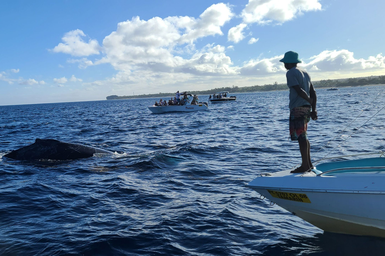 Tout en un - Dauphins, baleines, plongée en apnée et déjeuner à bord