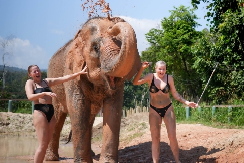 Chiang Mai: Elefanten-Dschungel-Schutzgebiet mit Mittagessen und TransferChiang Mai: Elefanten-Dschungel-Schutzgebiet Ganztagestour