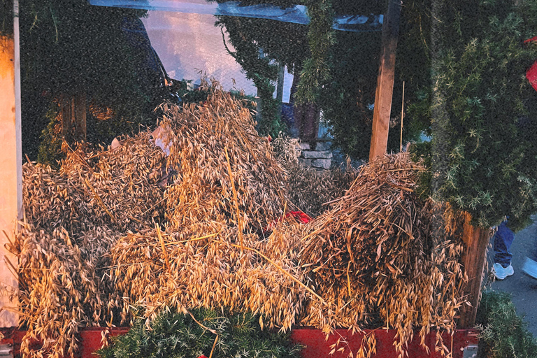 Oslo: Private Vintage Walking Tour with Photos Private Vintage Oslo Walk & Aesthetic Photos