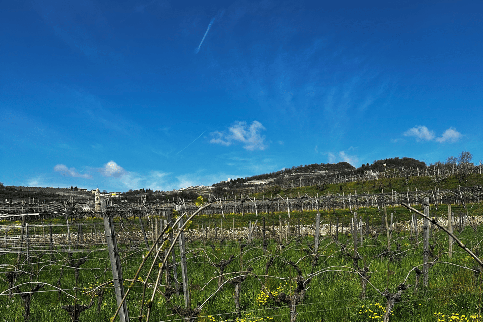 Discover Valpolicella: Family-Run Amarone Tour | GetYourGuide