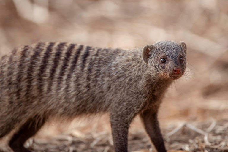 Arusha: Ngorongoro Crater & Tarangire 2-Day Safari Tour