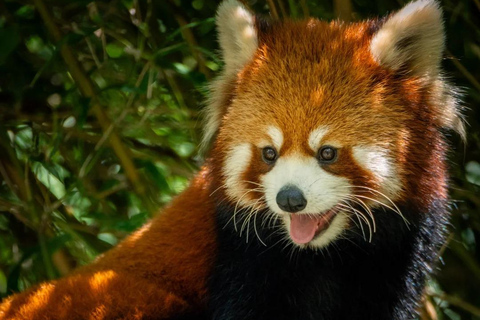Nanjing: Hongshan Forest Zoo and Giant Panda Sanctuary