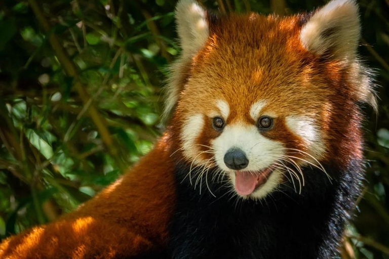 Nanjing: Hongshan Forest Zoo and Giant Panda Sanctuary