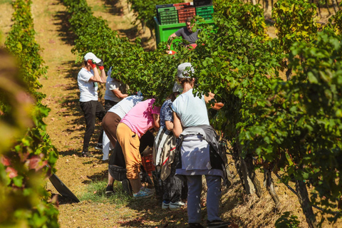 Lundër: Tour guidato della cantina Lundra con degustazione di vino