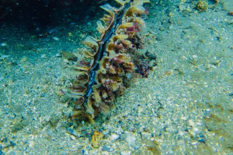 Baia Arkæologiske Park: dykkerudflugter, snorkling, prøvedykning.