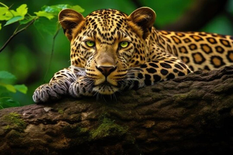 From Delhi: Full-Day Jaipur Tour with Jhalana Safari Tour with Transportation and Guide only