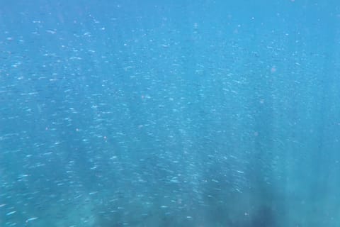 Ko Phi Phi Don: Speedboat Day Trip with Shark Snorkeling - Image 2