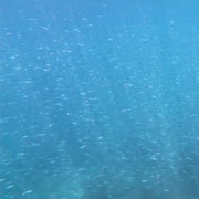 Ko Phi Phi Don: Speedboat Day Trip with Shark Snorkeling
