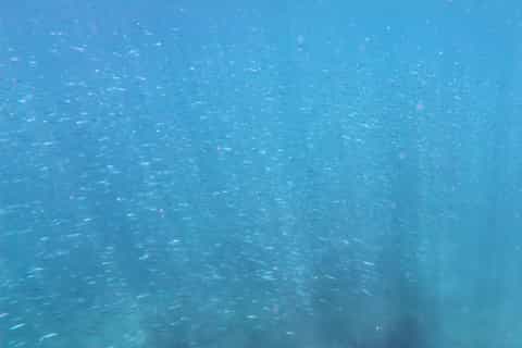 Ko Phi Phi Don: Speedboat Day Trip with Shark Snorkeling - Image 3