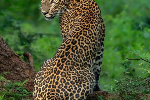 Bentota To Yala National Park Safari Day Tour & Sunset View