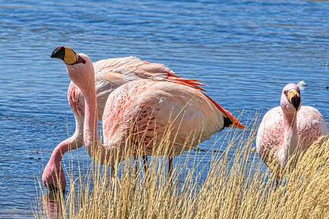 Uyuni Salt Flats & Colorful Lagoons: 3-Day Journey Uyuni Tour with Local Spanish Driver