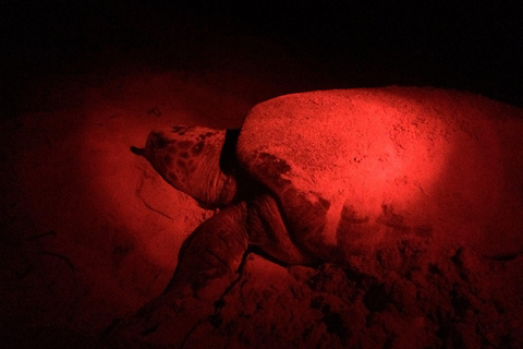 Obserwuj gniazdowanie żółwi morskich – nocna wycieczka na wyspie SalOglądaj gniazdowanie żółwi morskich – nocna wycieczka na wyspę Sal