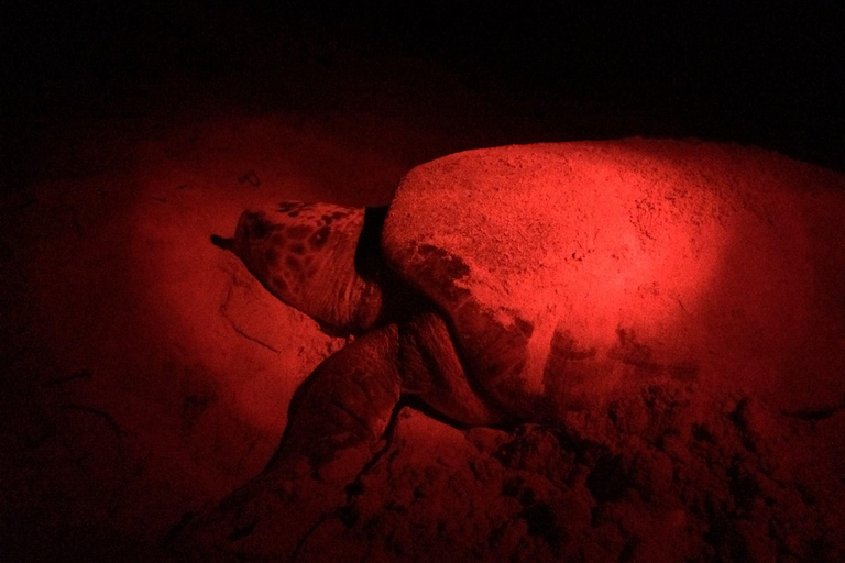 Obserwuj gniazdowanie żółwi morskich – nocna wycieczka na wyspie SalOglądaj gniazdowanie żółwi morskich – nocna wycieczka na wyspę Sal