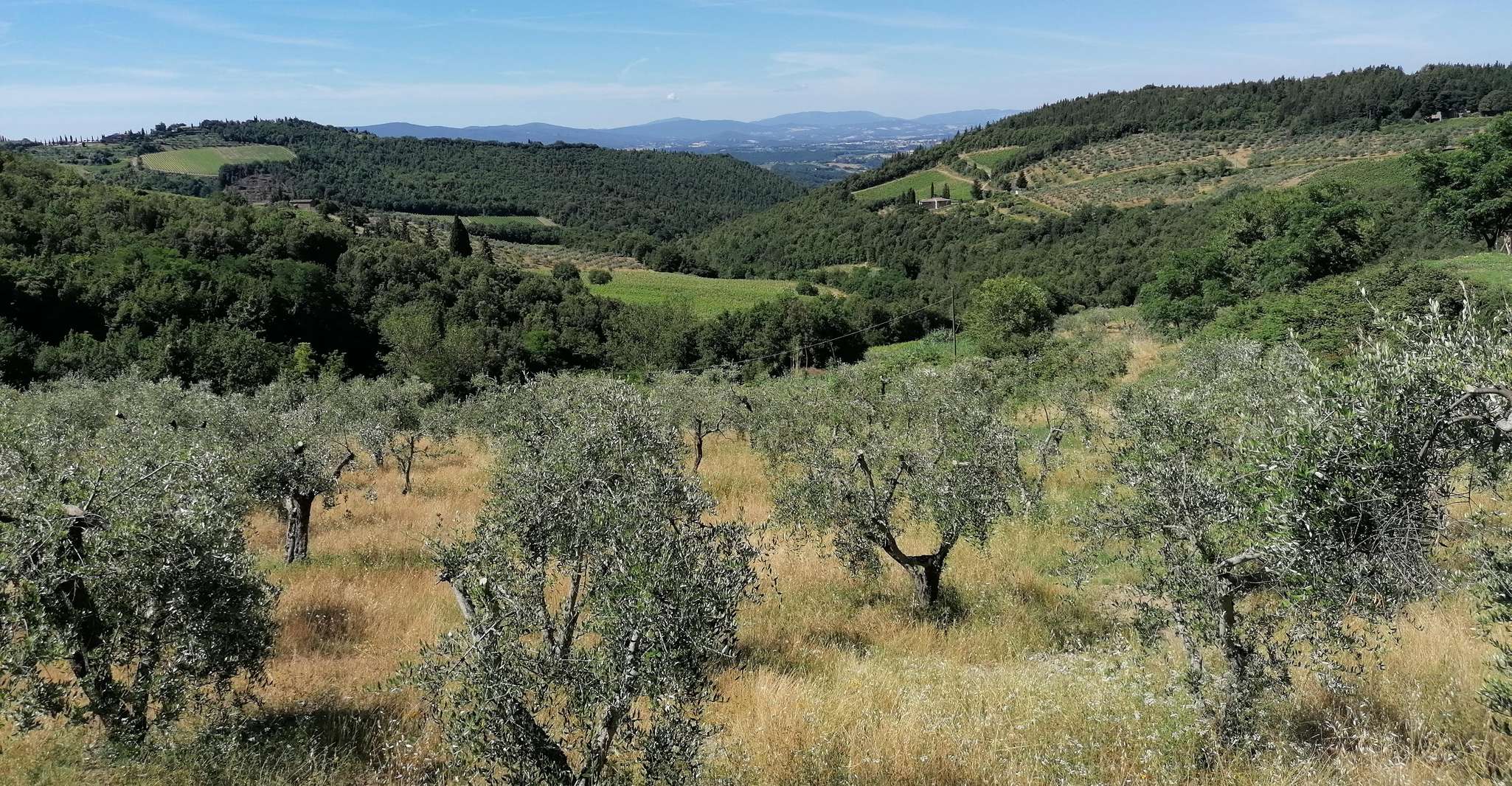 Florence: E-Bike Tour with Olive Oil in the Tuscan Hills photo 3