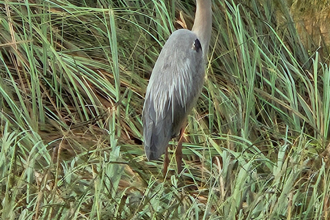 Everglades: boat tour with transportation& entrance included