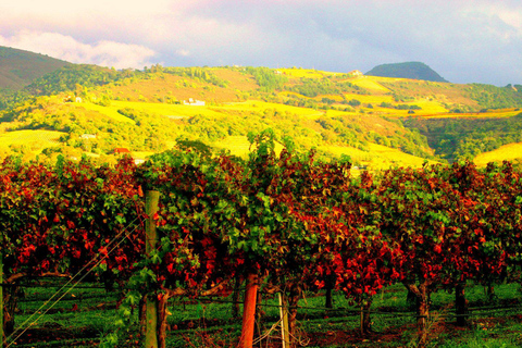 Napa & Sonoma Valley : Custom Wine Tour