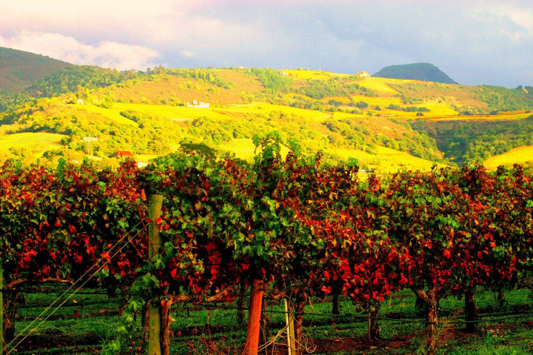 Napa & Sonoma Valley : Custom Wine Tour