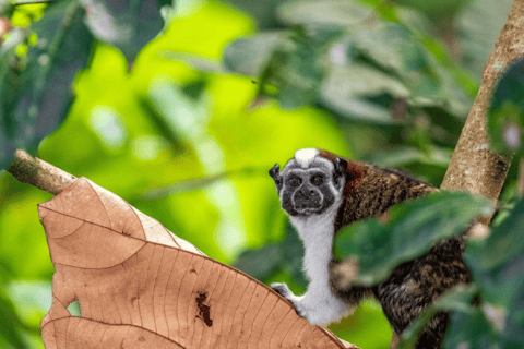 Panama: Monkey Island Boat Tour