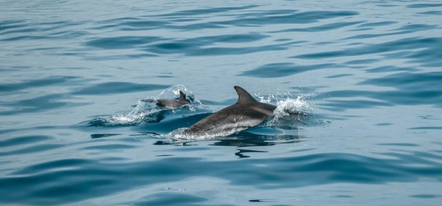 Vanuit Fazana: Privétour met dolfijnen bij zonsondergang