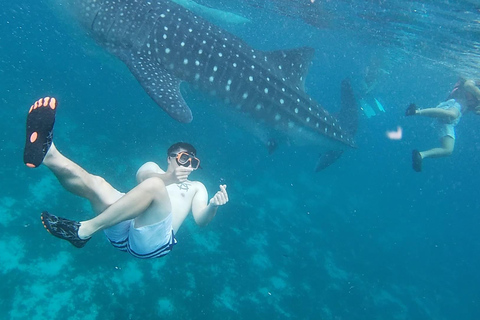 Cebu: Oslob Whale Sharks, Kawasan Fall & Moalboal Sardines Join/Shared Tour Option