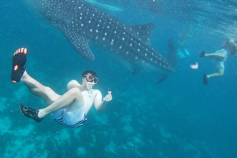 Cebu: Oslob Whale Sharks, Kawasan Fall & Moalboal Sardines Join/Shared Tour Option
