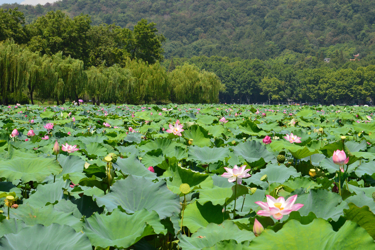 Hangzhou Day Trip from Shanghai: Tea Experience