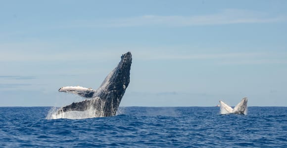 Mauritius: Private Whale Watching Tour