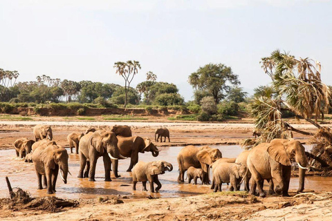 4 days Tsavo East, Amboseli and saltlick lodge safari