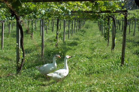 Galicia: Bodega Corisca Winery Tour and Wine Tasting