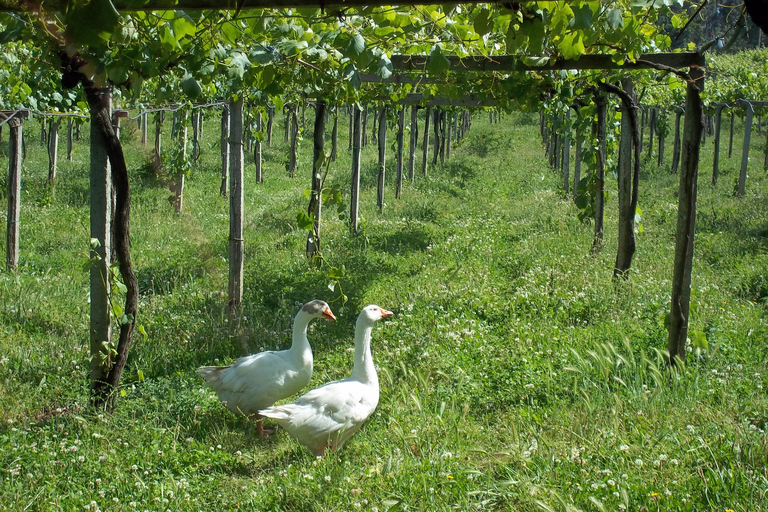 Galicia: Bodega Corisca Winery Tour and Wine Tasting