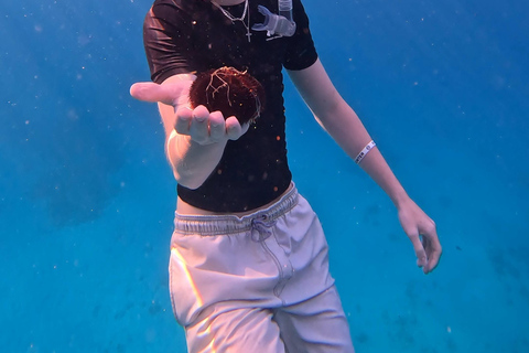 Waikiki : Visite en petit groupe du Turtle Canyon avec masque et tuba