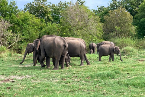 From Sigiriya: Minneriya National Park Private Safari Tour