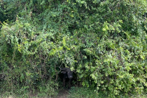 4-dniowe safari w Rwandzie i trekking z gorylami