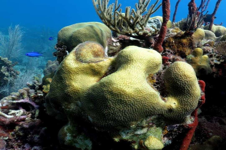 La Romana: Saona Island Tour with Lunch for Mein Schiff