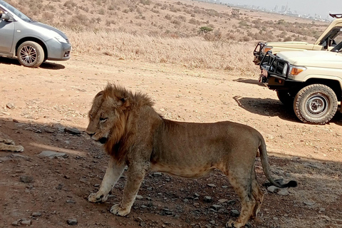 Demi-journée au parc national de Nairobi avec prise en charge gratuite