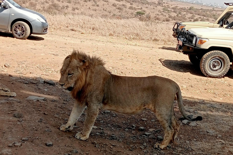 Demi-journée au parc national de Nairobi avec prise en charge gratuite