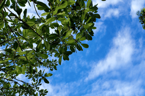 Zanzibar: Spice Farm Guided Walking Tour With Lunch