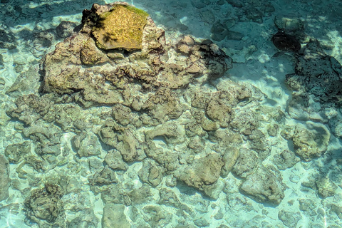 ZANZIBAR: Mnemba Dolphin & Salaam Cave+Pick up & Entry Fee. Private Tour with Hotel Pick up and Drop off & Lunch