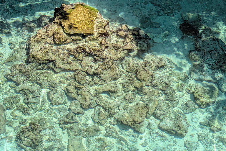 ZANZIBAR: Mnemba Dolphin & Salaam Cave+Pick up & Entry Fee. Private Tour with Hotel Pick up and Drop off & Lunch