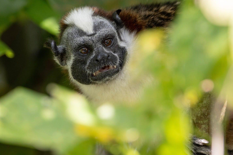 Tour por el canal de Panamá, las nuevas esclusas y la isla de los monosDesde Westin o Dreams Playa Bonita
