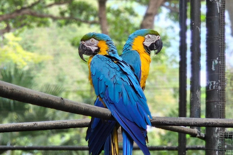 South Discovery :Wild Life Safari at Casela Park with Lunch