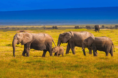 Nairobi: Impala Sanctuary, Kit Mikayi & Ruma Park Tour