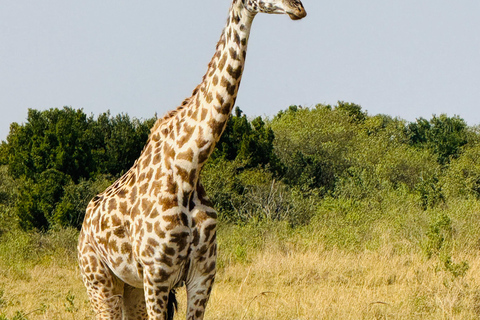 Nairobi: Privat safari i Maasai Mara med lunch och hämtning