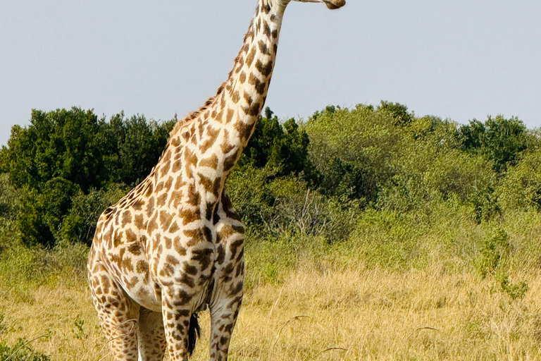 Nairobi: Privat safari i Maasai Mara med lunch och hämtning