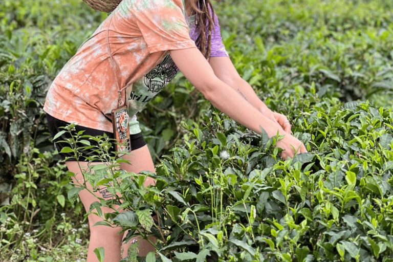 Ella: Hill Country Train Ride & Lipton’s Seat Tuk-Tuk Tour