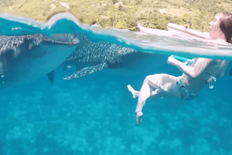 Cebu: Przygoda z nurkowaniem z rekinami wielorybimi w Oslob i Moalboal