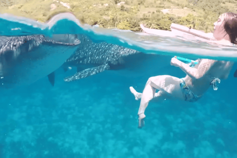 Cebu: Przygoda z nurkowaniem z rekinami wielorybimi w Oslob i Moalboal